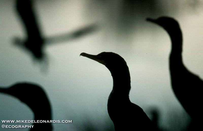 Florida Everglades Cormorants