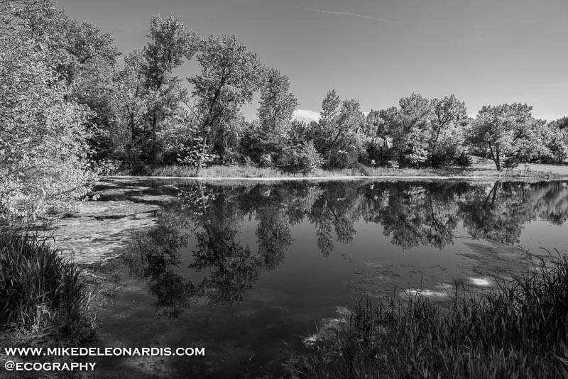 Nebraska - On this day the clouds and wind were almost nonexistent allowing a beautiful reflection of these trees on the water.