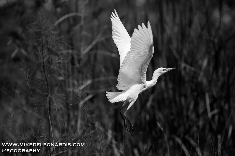 Flying Great Egret