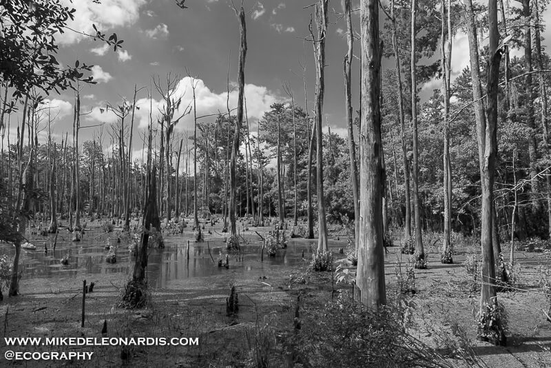 Mississippi - Mississippi swamp