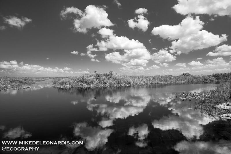 Florida Everglades Reflections